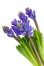 Purple Hyacinths Royalty Free Stock Photo