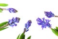 Purple Hyacinths Royalty Free Stock Photo