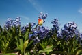 Purple Hyacinths Royalty Free Stock Photo