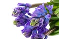 Purple Hyacinths Royalty Free Stock Photo