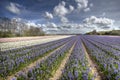 Purple Hyacinths