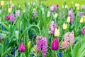 Purple hyacinths blooming in spring among colorful flower field of tulips at Keukenhof garden in Netherlands Royalty Free Stock Photo