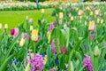 Purple hyacinths blooming in spring among colorful flower field of tulips at Keukenhof garden in Netherlands Royalty Free Stock Photo