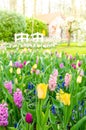 Purple hyacinths blooming in spring among colorful flower field of tulips at Keukenhof garden in Netherlands Royalty Free Stock Photo