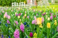 Purple hyacinths blooming in spring among colorful flower field of tulips at Keukenhof garden in Netherlands Royalty Free Stock Photo