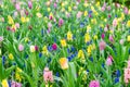 Purple hyacinths blooming in spring among colorful flower field of tulips at Keukenhof garden in Netherlands Royalty Free Stock Photo