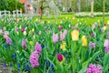 Purple hyacinths blooming in spring among colorful flower field of tulips at Keukenhof garden in Netherlands Royalty Free Stock Photo