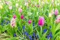 Purple hyacinths blooming in spring among colorful flower field of tulips at Keukenhof garden in Netherlands Royalty Free Stock Photo