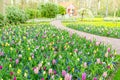 Purple hyacinths blooming in spring among colorful flower field of tulips at Keukenhof garden in Netherlands Royalty Free Stock Photo