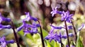 Purple hyacinths