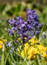 Purple hyacinths at Eastcote House Gardens in the Borough of Hillingdon, London, UK. Royalty Free Stock Photo