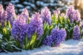 Purple hyacinths growing on the snow-covered ground Royalty Free Stock Photo