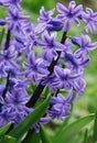 Purple hyacinths (hyacinthus) is one of the first beautiful spri