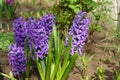 Purple hyacinths Hyacinthus orientalis of the `Blue Jacket` variety in the garden