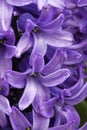 Purple hyacinths macro Royalty Free Stock Photo