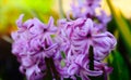 purple Hyacinthus orientalis flower macro. blurred soft lush green background