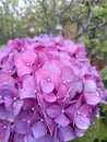 A Purple Hydragea Flower In The Plantation Area