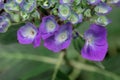 purple hydrangea blooms opeing on bush Royalty Free Stock Photo