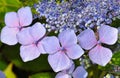 Purple hydrangea blossoms