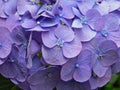 Purple Hydrangea flowers shrub summer garden Royalty Free Stock Photo