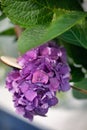 Purple hydrangea close-up. Flower of hydrangea - background Royalty Free Stock Photo
