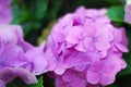 Purple hydrangea close up Royalty Free Stock Photo