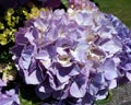 Purple Hydrangea Close Up Royalty Free Stock Photo