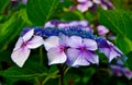 Purple Hydrangea Close Up Royalty Free Stock Photo