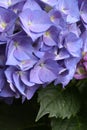 Purple Hydrangea with dark background Royalty Free Stock Photo