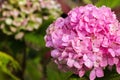 Purple Hydrangea flower (Hydrangea macrophylla) in a garden. Royalty Free Stock Photo