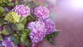 Purple Hydrangea flower Hydrangea macrophylla in a garden. Royalty Free Stock Photo