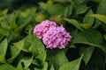 Purple Hydrangea flower (Hydrangea macrophylla) in a garden Royalty Free Stock Photo