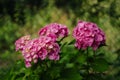 Purple Hydrangea flower (Hydrangea macrophylla) in a garden. Pink hydrangea flowers in the garden with blurred Royalty Free Stock Photo