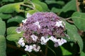 Purple Hydrangea Flower Royalty Free Stock Photo