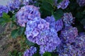 purple hydrangea flower, pretty bush flowers in the garden. different colors of hydrangea