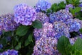 purple hydrangea flower, pretty bush flowers in the garden. different colors of hydrangea