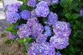 purple hydrangea flower, pretty bush flowers in the garden. different colors of hydrangea