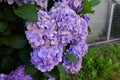 purple hydrangea flower, pretty bush flowers in the garden. different colors of hydrangea