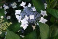 purple hydrangea flower, pretty bush flowers in the garden. different colors of hydrangea