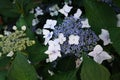 purple hydrangea flower, pretty bush flowers in the garden. different colors of hydrangea