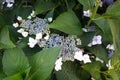 purple hydrangea flower, pretty bush flowers in the garden. different colors of hydrangea