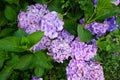 purple hydrangea flower, pretty bush flowers in the garden. different colors of hydrangea