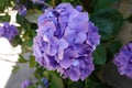 purple hydrangea flower, pretty bush flowers in the garden. different colors of hydrangea