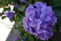 purple hydrangea flower, pretty bush flowers in the garden. different colors of hydrangea