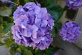 purple hydrangea flower, pretty bush flowers in the garden. different colors of hydrangea