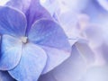 Purple Hydrangea Flower in Soft focus