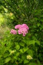 Purple Hydrangea flower (Hydrangea macrophylla) in a garden. Pink hydrangea flowers in the garden with blurred Royalty Free Stock Photo