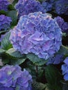 Purple hydrangea flowers close up in a garden.