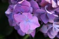 Purple Hydrangea Flowers - close up Royalty Free Stock Photo