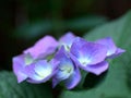 Violet Purple Lacecap Hydrangea Flowers Royalty Free Stock Photo